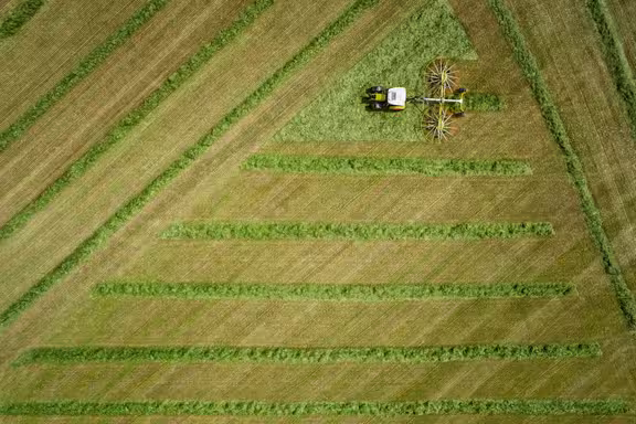 Trecker legt Gras zusammen, großes Feld von oben