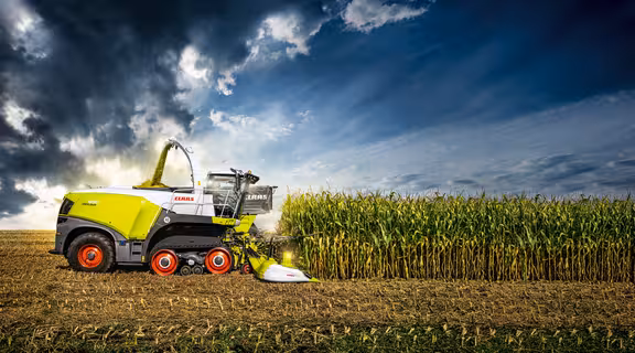 Maishäcksler auf einem Maisfeld von der Seite