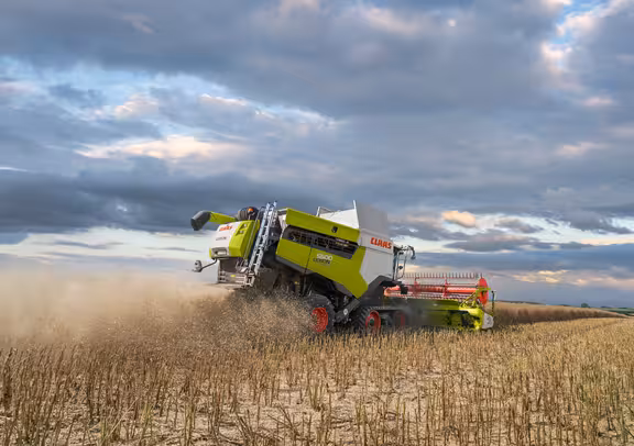 Mähdrescher auf einem Rapsfeld, Blick schräg vom Boden aus