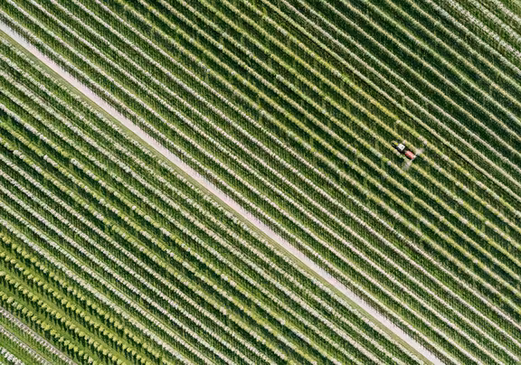 Feld mit Bäumen und Trecker von oben